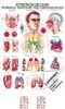 Atmungsorgane Mini-Poster Anatomie 34x24 cm medizinische Produktbild-Vorschau 1