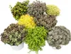 8 odolných rastlín rodu Sedum – rastlina rodu Sedum – Náhľad obrázku produktu 4