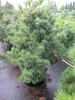 Pinus parviflora Glauca - Blaue Mädchenkiefer - 50-60 cm Produktbild-Vorschau 1
