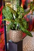 A potted plant with variegated leaves sits on a dark stand in front of a colorful, abstract background. Produktbild-Vorschau