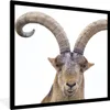 MuchoWow® Gerahmtes Poster Capricorn für weißen Hintergrund Produktbild-Vorschau 1