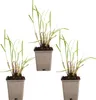 Bloomique - Lot de 3 - Miscanthus Sinensis - Roseau fleuri Voir les images du produit 2
