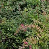 2 piante di *Symphoricarpos chenaultii* 'Hancock' (Niedrige Anteprima dell’immagine prodotto 2
