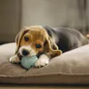 Beeztees Puppy Dental - Hundespielzeug - Gummi - grun - 5 Produktbild-Vorschau 3
