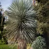 Nasiona Yucca Rostrata - zestaw 10 sztuk - Nasiona roślin Podgląd zdjęcia produktu 7