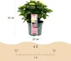 Hortensja Magical Revolution Pink Rosa (Hydrangea Podgląd zdjęcia produktu 4