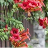 2 x  Flamingo-Strahlengriffel - Actinidia kolomikta  | Produktbild-Vorschau 1