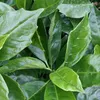 2 x Aucube du Japon - Aucuba japonica 'Rozannie' | 30-35 cm Voir les images du produit 1