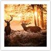 Poster - Poster ohne Rahmen - Deer Heidekraut Tier - 50x50 Produktbild-Vorschau 1