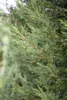 Cupressocyparis leylandii, Leyland-Zypresse, immergrün, Produktbild-Vorschau 7