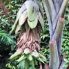 Schneebanane (Ensete glaucum) - 5 Samen Produktbild-Vorschau 1