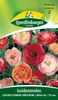 Quedlinburger Saatgut - Seiden-Mohn Gefüllte Mischung - Produktbild-Vorschau 3