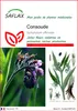 SAFLAX  - Consoude - 15 graines - Symphytum Voir les images du produit 5