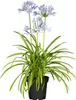Agapanthus 'Northern Star', Schmucklilie, tiefblau, 2-3 Produktbild-Vorschau 1