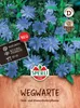 SPERLI Samen Wegwarte Cichorium intybus 60 Pflanzen Produktbild-Vorschau 1