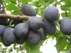 Pflaumenbaum ´JOJO´® Unterlage Myrobalan, wurzelnackt Produktbild-Vorschau 5