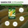 Zuckermais Golden Bantam Samen - Zea mays - Zuckermaissamen Produktbild-Vorschau 3