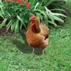 Rooster Decor Realistische lebensechte dekorative Produktbild-Vorschau 5