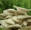 A close-up view of a cluster of oyster mushrooms growing on a substrate. Voir les images du produit