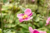 Anemone hupehensis 'Praecox', Herbst-Anemone, rosa, ca. 9x9 Produktbild-Vorschau 3