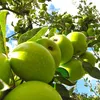 Malus domestica Ballerina 'Bolero' Apfelbaum, Säulenapfel, Produktbild-Vorschau 3