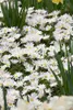 Anemone blanda 'White Splendour', Balkan-Windröschen, weiß, Produktbild-Vorschau 2