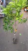 A potted citrus tree with a label showing oranges. Anteprima dell’immagine prodotto