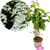 Cornouiller du Japon 'Chinensis' (Cornus kousa Voir les images du produit 1