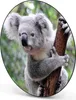 Design Stahlmagnettafel Schwarz Rund 47cm Koala Produktbild-Vorschau 5