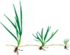 Barenbrug RPR Lawn 5 kg Selbstregenerierender, Produktbild-Vorschau 2