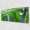 Acrylglasbilder 125x50 Wandbild Druck Gras Tautropfen Produktbild-Vorschau 2