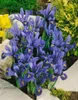 Iris reticulata 'Harmony', Zwerg-Iris, blau, ca. 9x9 cm Produktbild-Vorschau 6