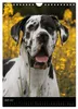 Faszination Deutsche Dogge (Wandkalender 2027 DIN A4 hoch), Produktbild-Vorschau 9