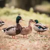 Cibo per cani Farmina N&D Agnello & Zucca & Mirtilli Adult Anteprima dell’immagine prodotto 5
