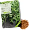 Rucola Samen (Diplotaxis tenuifolia, 750 Korn) - Wilde Produktbild-Vorschau 1