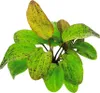 Echinodorus Ozelot Grün Wasserpflanze fürs Aquarium Produktbild-Vorschau 2