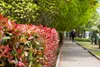 Stauden Gänge 10 x Photinia fraseri 'Red Robin' - Rote Produktbild-Vorschau 2