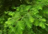 Urweltmammutbaum 70-80 cm, Cont. 5 l Produktbild-Vorschau 6