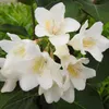 2 x  Weigelie  - Weigela 'Candida'  | 50-60 cm in Container Produktbild-Vorschau 1