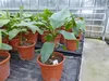 Bananenstaude Banane Musa Velutina 80 cm, rosa Zwergbanane, Produktbild-Vorschau 4