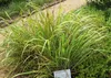 SAFLAX  - Citronella - 50 semi - Cymbopogon Anteprima dell’immagine prodotto 4
