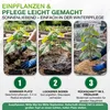Paulownia "Nordmax 21" Blauglockenbaum im 15 cm Topf Produktbild-Vorschau 6