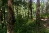 Gummiboom (Hevea brasiliensis) - 2 stuks Productafbeelding-voorbeeld 5