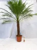 [Palmenlager] - XL Phoenix roebelenii Zwerg-Dattelpalme 160 Produktbild-Vorschau 3