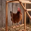 Poľnohospodárska zóna Kurčatá Lezecká veža Náhľad obrázku produktu 2