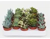 10 Sukkulenten im 5,5er Topf, 5 Sorten 8-15 cm - LE Produktbild-Vorschau 2