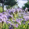 Phacelia Tanacetifolia, pianta del miele - semi biologici - Anteprima dell’immagine prodotto 1