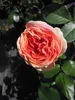 Nostalgie - Edelrose - Rosa Chippendale® - dunkelorange - Produktbild-Vorschau 3