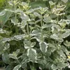 Menthe ananas- Mentha suaveolens variegata - Plante Voir les images du produit 3