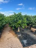Sunny Tree Zitronenbaum XXL 200 cm - Perfekt für Gärten & Produktbild-Vorschau 4